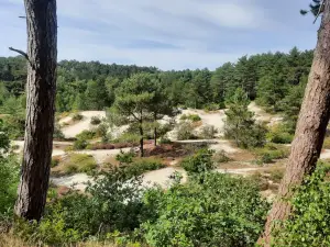 Allet 01 Schoorlse duinen